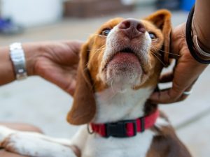How to do a home pet health check for your dog or cat