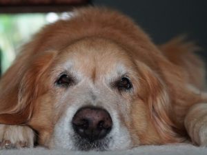 Hemangiosarcoma in Dogs