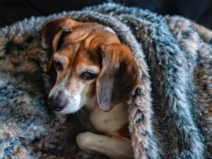Keeping our pets safe during winter!