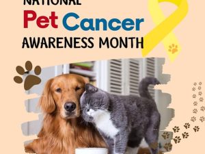 Cancer Prevention in Dogs