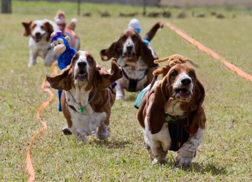 Four Bassets Racing